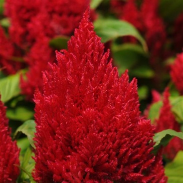 Целозия метельчатая (Celosia plumosa)
