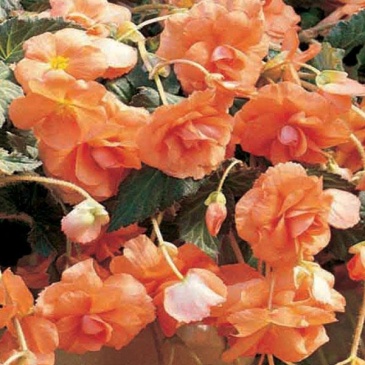 Бегония клубневая махровая ампельная (Begonia tuberhybrida) Бегония клубневая махровая ампельная (Begonia tuberhybrida)