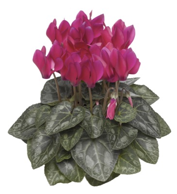 Цикламен персидский (Cyclamen persicum)