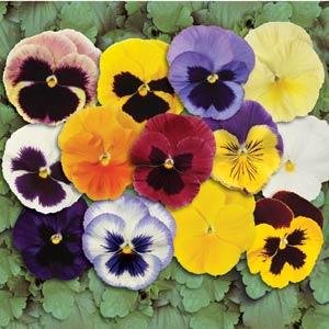 Виола виттрока (Viola wittrockiana)