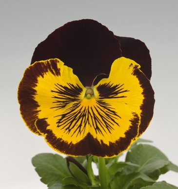 Виола виттрока (Viola wittrockiana) Виола виттрока (Viola wittrockiana)