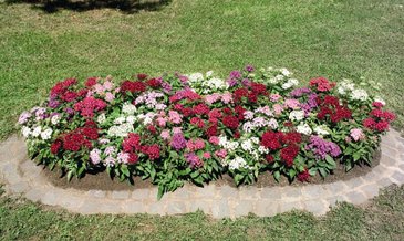 Пентас ланцетовидный (Pentas lanceolata)