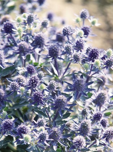 Синеголовник плосколистный (Eryngium planum)