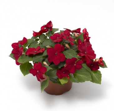 Бальзамин Уоллера ампельный (Impatiens walleriana) Бальзамин Уоллера ампельный (Impatiens walleriana)