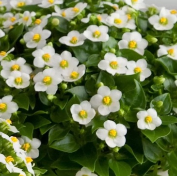 Экзакум (Exacum affine) Экзакум (Exacum affine)