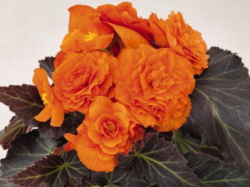 Бегония клубневая махровая (Begonia tuberhybrida)