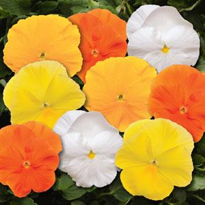 Виола виттрока (Viola wittrockiana)