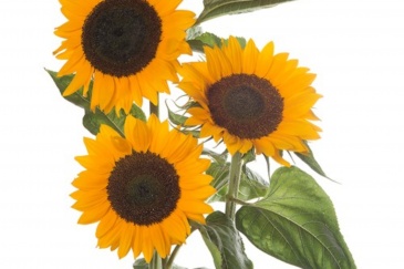 Подсолнечник летний (Helianthus annuus)