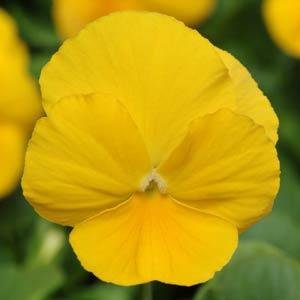 Виола виттрока (Viola wittrockiana) Виола виттрока (Viola wittrockiana)