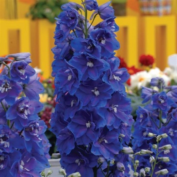 Дельфиниум высокий (Delphinium elatum) Дельфиниум высокий (Delphinium elatum)