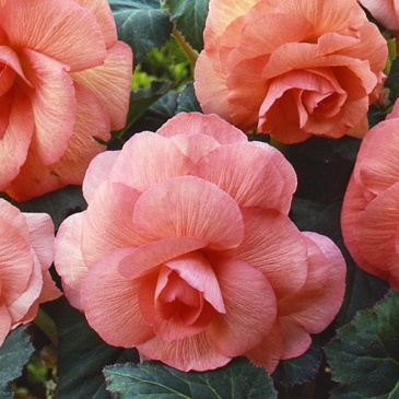 Бегония клубневая махровая (Begonia tuberhybrida)