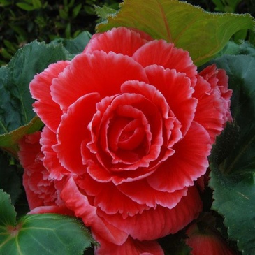 Бегония клубневая махровая (Begonia tuberhybrida) Бегония клубневая махровая (Begonia tuberhybrida)
