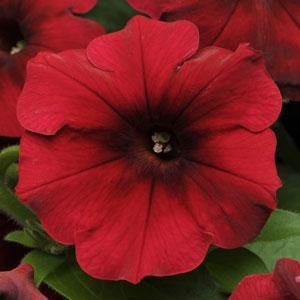 Петуния ампельная гибридная (Petunia х hybrida)