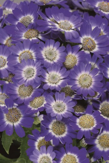 Цинерария гибридная (Pericallis cruenta)