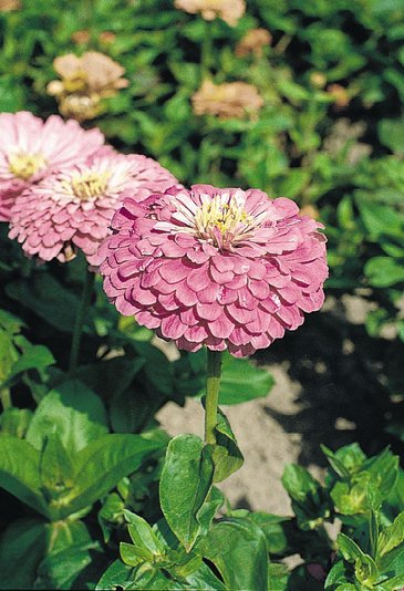 Цинния изящная (Zinnia elegans)