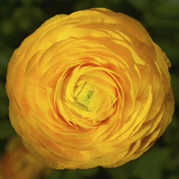 Лютик азиатский (Ranunculus asiaticus)