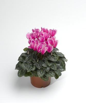 Цикламен персидский (Cyclamen persicum)