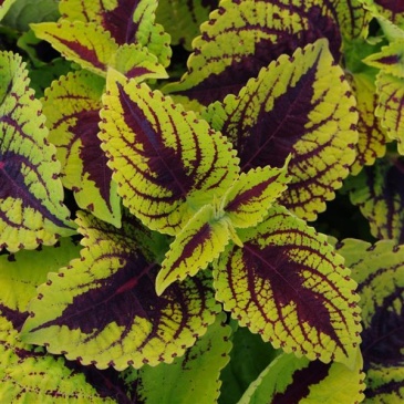 Колеус гибридный (Coleus х hybrida) Колеус гибридный (Coleus х hybrida)