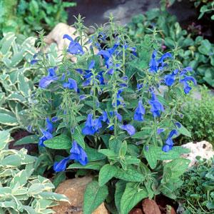 Шалфей отклоненный (Salvia patens) Шалфей отклоненный (Salvia patens)