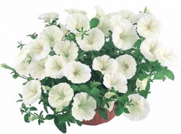 Петуния ампельная гибридная (Petunia x hybrida)