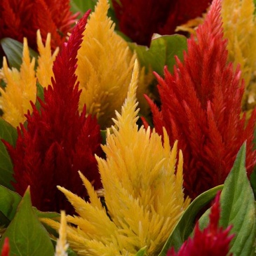 Целозия метельчатая (Celosia plumosa)