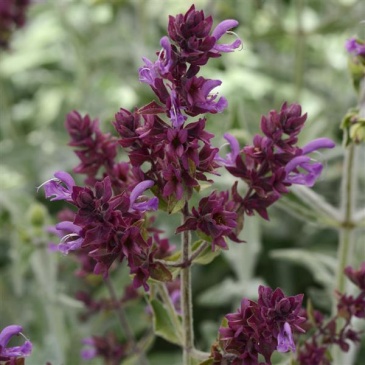 Шалфей канарский (Salvia canariensis) Шалфей канарский (Salvia canariensis)