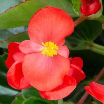 Бегония гибридная (зеленая листва) (Begonia hybrida) Бегония гибридная (зеленая листва) (Begonia hybrida)