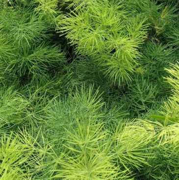 Аспарагус обильноветвистый (Asparagus myriocladus)