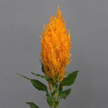 Целозия метельчатая (Celosia plumosa) Целозия метельчатая (Celosia plumosa)