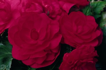 Бегония клубневая махровая (Begonia tuberhybrida)