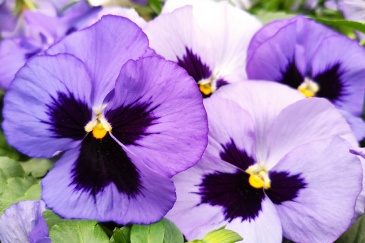 Виола Виттрока (Viola wittrockiana) Виола Виттрока (Viola wittrockiana)