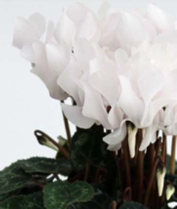 Цикламен персидский (Cyclamen persicum)