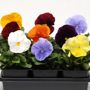 Виола виттрока (Viola wittrockiana) Виола виттрока (Viola wittrockiana)