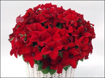 Петуния ампельная гибридная (Petunia x hybrida)