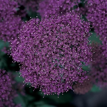 Трахелиум синий (Trachelium caeruleum) Трахелиум синий (Trachelium caeruleum)