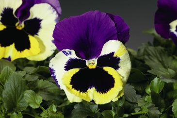 Виола Виттрока (Viola wittrockiana) Виола Виттрока (Viola wittrockiana)