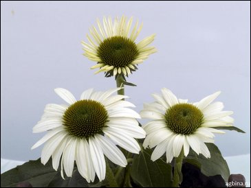 Эхинацея пурпурная (Echinacea purpurea)