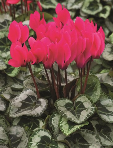 Цикламен персидский (Cyclamen persicum)