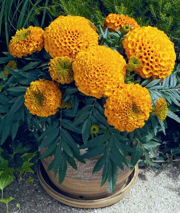 Бархатцы прямостоячие (Tagetes erecta)