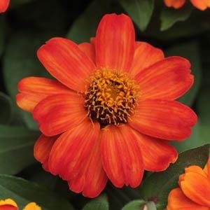 Цинния мариландская (Zinnia marylandica) Цинния мариландская (Zinnia marylandica)