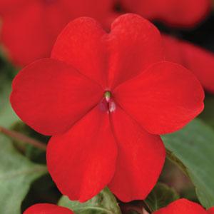 Бальзамин Уоллера (Impatiens walleriana) Бальзамин Уоллера (Impatiens walleriana)