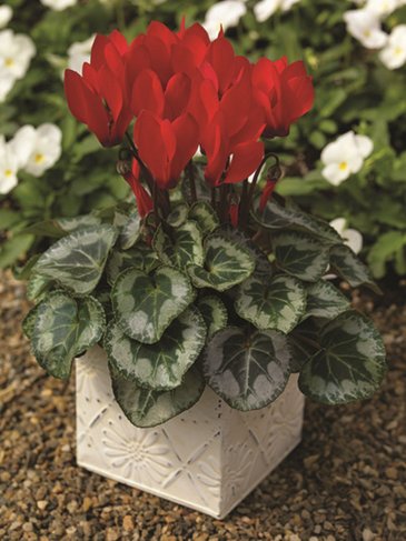 Цикламен персидский (Cyclamen persicum)