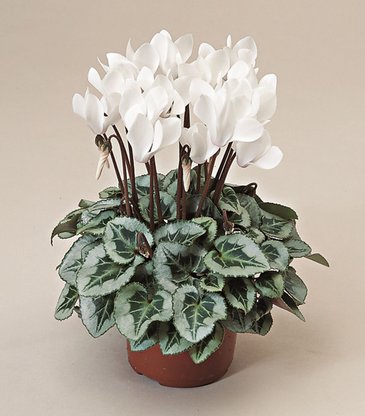 Цикламен персидский (Cyclamen persicum)