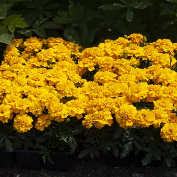 Бархатцы отклоненные (Tagetes patula) Бархатцы отклоненные (Tagetes patula)