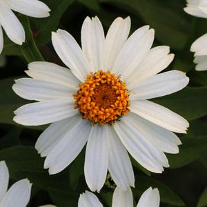 Цинния мариландская (Zinnia marylandica) Цинния мариландская (Zinnia marylandica)