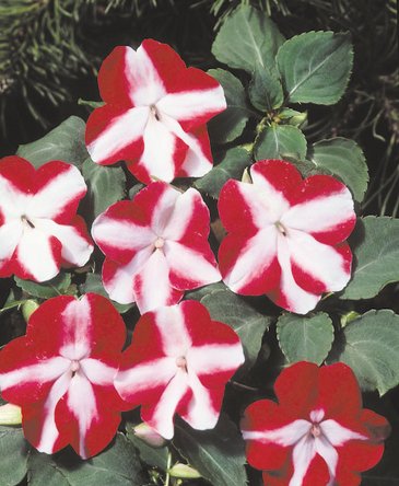 Бальзамин Уоллера (Impatiens walleriana) Бальзамин Уоллера (Impatiens walleriana)