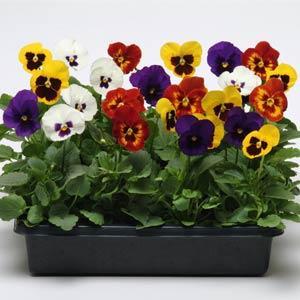 Виола виттрока (Viola wittrockiana) Виола виттрока (Viola wittrockiana)