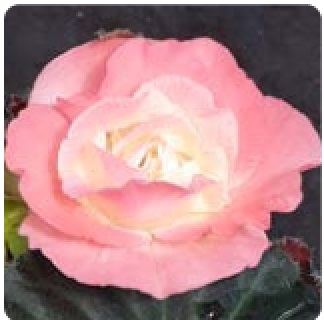 Бегония клубневая махровая (Begonia tuberhybrida)