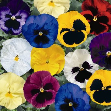 Виола Виттрока (Viola wittrockiana) Виола Виттрока (Viola wittrockiana)