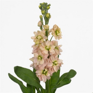 Левкой седой (Matthiola incana)